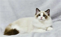 猫药物中毒的症状