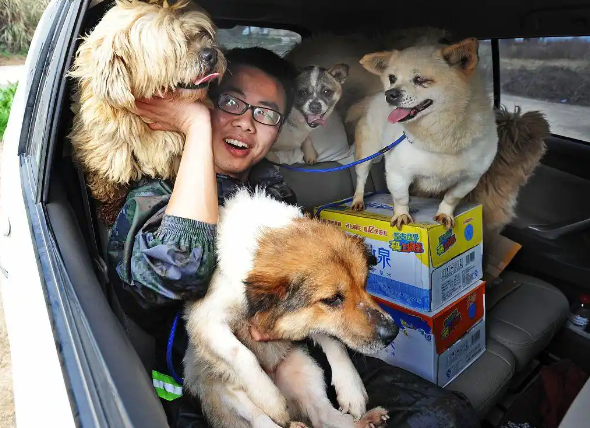 2025救助上海的流浪猫狗,需要个人行动与社区、专业组织的协作 2025救助上海的流浪猫狗,需要个人行动与社区、专业组织的协作