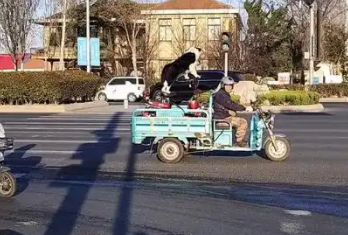 男子路遇遛狗三轮车,狗子带着车子跑。网友:三轮四驱新能源 男子路遇遛狗三轮车,狗子带着车子跑。网友:三轮四驱新能源