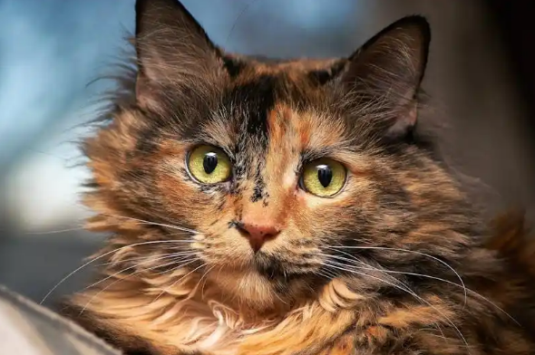 玳瑁猫：猫中贵族，颜值高性格好
