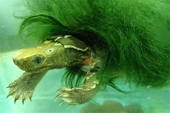 如何养出绿毛龟