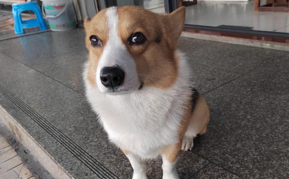 来自神秘国度的小仙子——威尔斯柯基犬