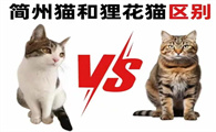 “独眼”是御猫血统？简州猫和狸花猫到底有啥区别