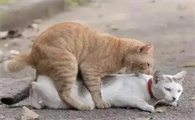 猫咪发情期会有哪些表现