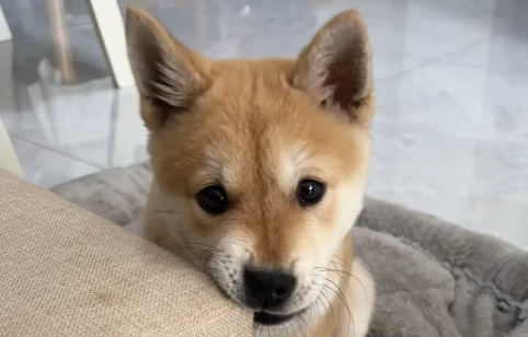 幼犬磨牙期是几个月开始