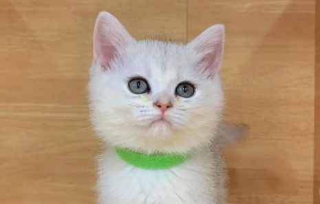 两个月猫咪吃猫粮需要泡吗 两个月猫咪吃猫粮需要泡吗