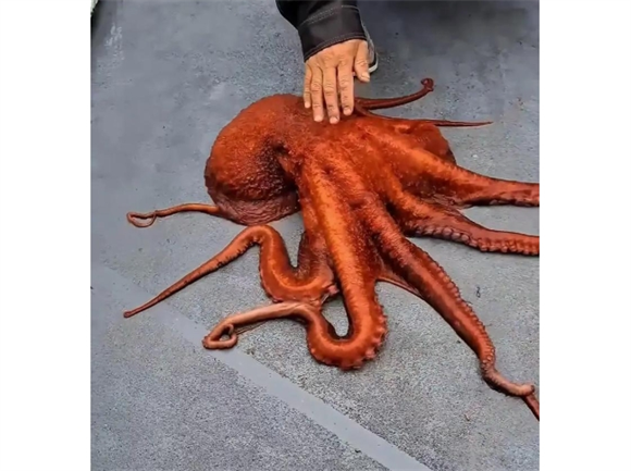 章鱼为什么难养原因是什么? 章鱼为什么难养原因是什么?