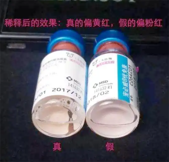 英特威四联疫苗:狗狗健康的重要守护者 英特威四联疫苗:狗狗健康的重要守护者