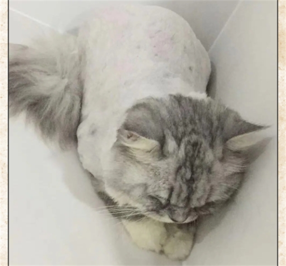 猫咪剃毛会有什么影响 猫咪剃毛会有什么影响