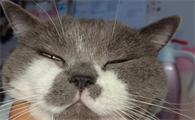 猫鼻炎的症状有哪些