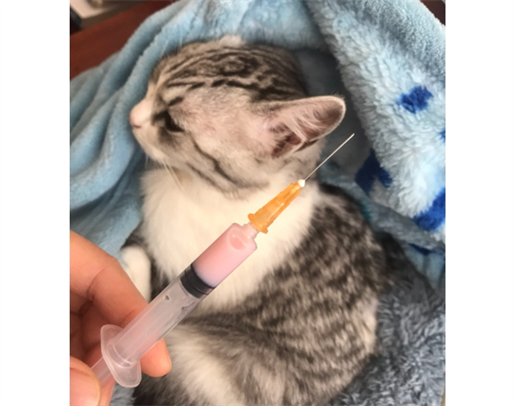 土猫绝育前要打疫苗吗