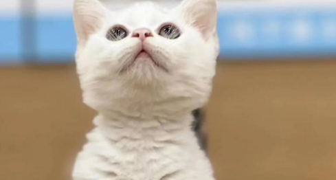 净梵猫,猫界小精灵,温顺又可爱! 净梵猫,猫界小精灵,温顺又可爱!