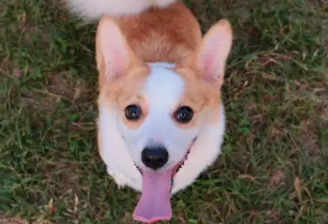 狗狗绝育手术死亡率