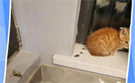 猫咪便血拉稀是怎么回事