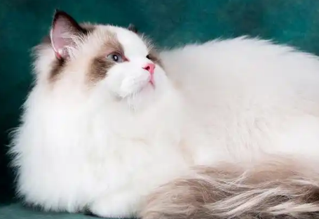 母猫假孕肚子会大吗