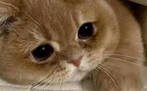 猫鼻支能治吗