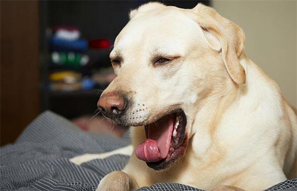 狗肛温39度算发烧吗