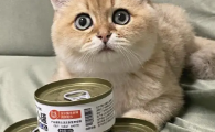 猫罐头多少钱一个?性价比最高的猫罐头非它莫属