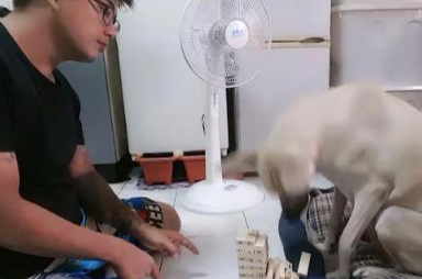 主人想教狗狗玩叠叠乐,规则都还没讲完,狗狗一掌就把它拍倒 主人想教狗狗玩叠叠乐,规则都还没讲完,狗狗一掌就把它拍倒