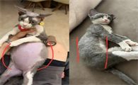 猫传腹出现征兆到发病要多久