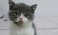 猫鼻炎的症状有哪些
