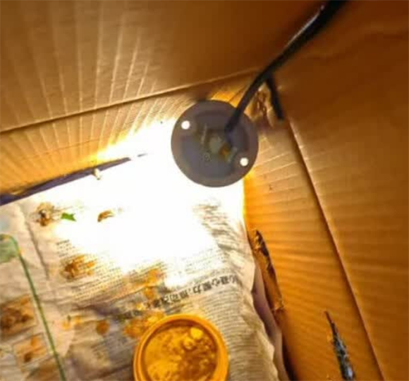 句可鹦鹉保温箱的灯要一直开着吗 句可鹦鹉保温箱的灯要一直开着吗
