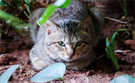 猫咪厌食期间需要强制喂食吗