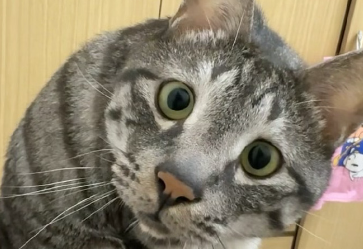 母猫乳房下方一片硬块 母猫乳房下方一片硬块