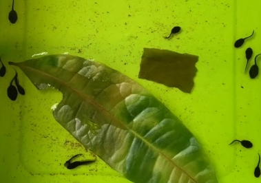 蝌蚪吃红线虫吗