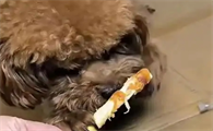 狗磨牙棒会卡喉咙吗