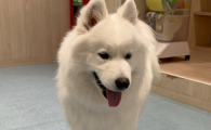 狗狗红细胞低怎么回事