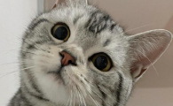 猫咪吃了异物后有什么表现