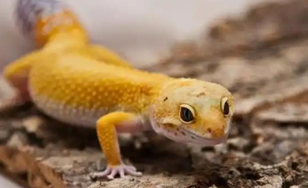 养守宫蜥蜴的危害:理性认识与科学规避 养守宫蜥蜴的危害:理性认识与科学规避