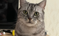 猫能吃面包么