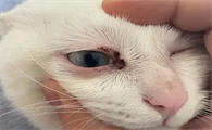 猫有眼屎是不是生病了