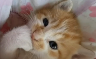 猫咪体味大怎么去除