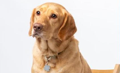 拉布拉多犬全解析：从外貌到健康管理