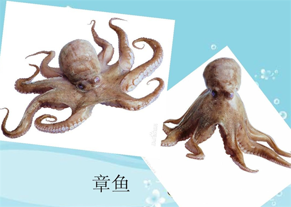 章鱼血液含铜离子呈蓝色，外星生物般的生理构造？