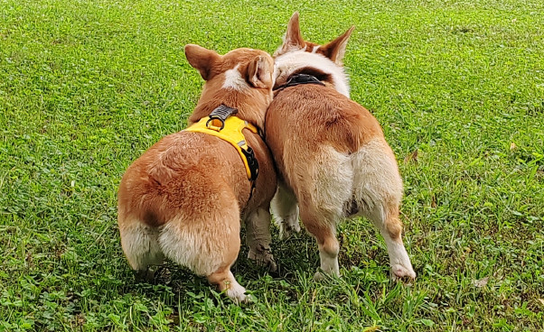 威尔斯柯基犬和比熊的区别,哪个性格好? 威尔斯柯基犬和比熊的区别,哪个性格好?
