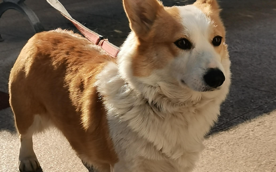 威尔斯柯基犬训练起来困难吗?看完这篇文章就知道了 威尔斯柯基犬训练起来困难吗?看完这篇文章就知道了