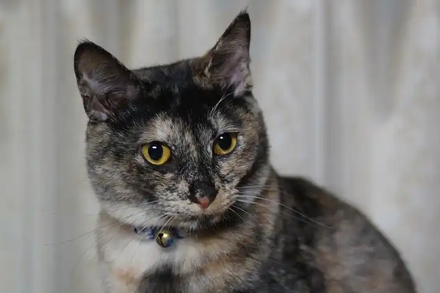 玳瑁猫：优雅的家庭伙伴