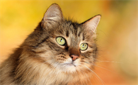 猫咳嗽持续多久需就医