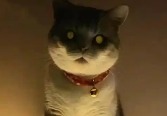 主人晚上起来上厕所,抬头看到猫瞬间清醒:大半夜干啥呢 主人晚上起来上厕所,抬头看到猫瞬间清醒:大半夜干啥呢