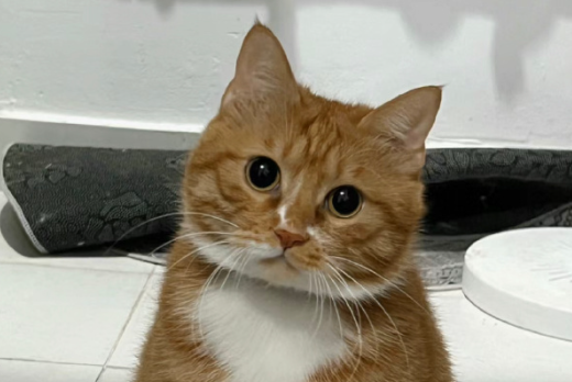 猫尿不出来怎么在家治疗