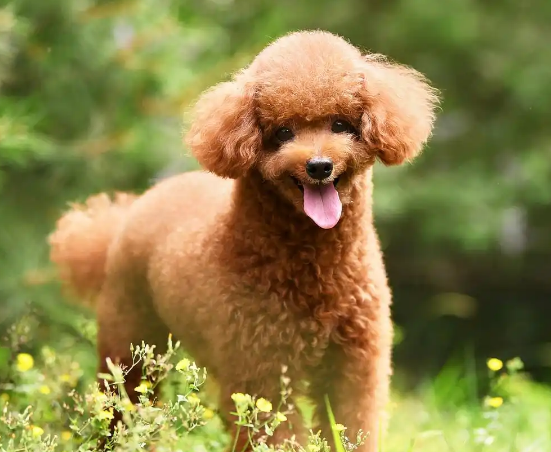 泰迪属于贵宾犬吗?看完这篇就知道了 泰迪属于贵宾犬吗?看完这篇就知道了