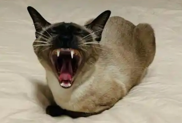 猫会有大姨妈吗正常吗