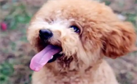 泰迪犬不适信号及饲养常见问题
