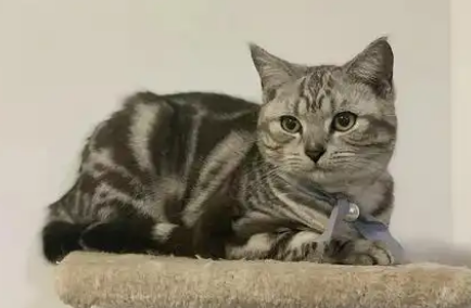 母猫生产完之后需要打消炎针吗