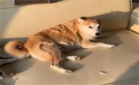 狗狗掉毛期该如何护理毛发
