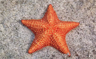 所有海星都能吃吗?